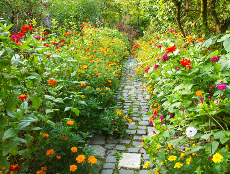 allée plante couvre sol