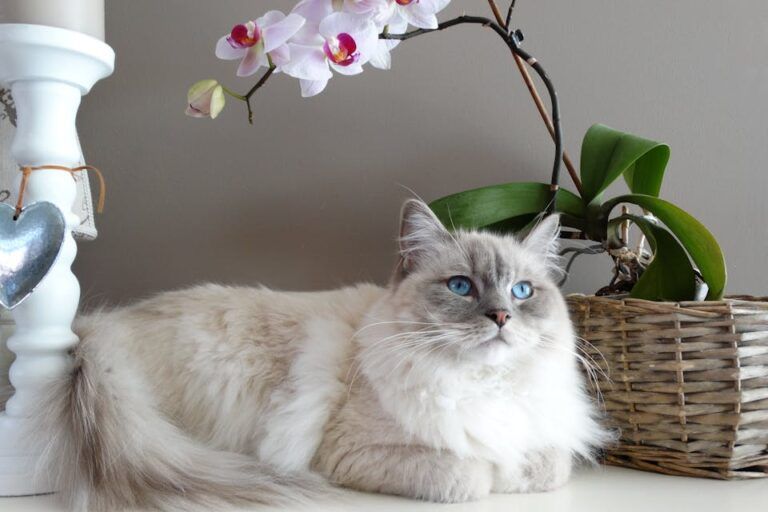chat 1